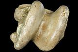 Fossil Horse Bone (Talus) - Rhine River, Germany #111900-1